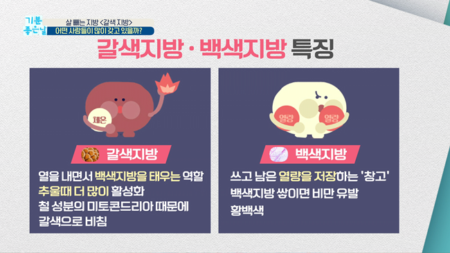 20200228 MBC 기분좋은날 요요없는 갈색지방태우기.mp4_000457590.png