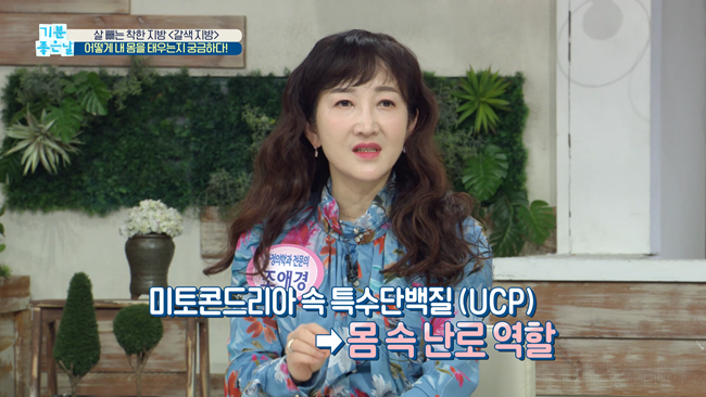 20200228 MBC 기분좋은날 요요없는 갈색지방태우기.mp4_000722221.png